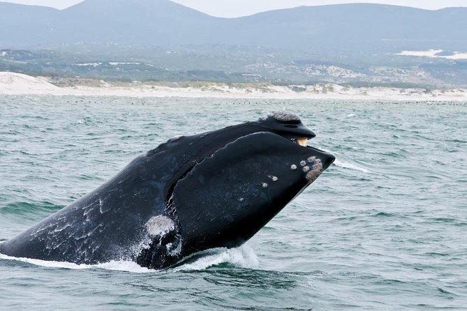 Hermanus Whale Watching Day Trip from Cape Town - Why Hermanus makes a good whale-watching day trip