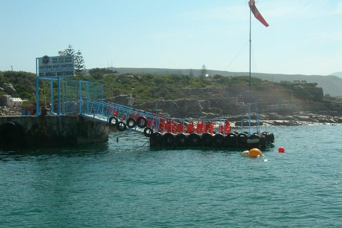Hermanus Whale Watching & Penguins Shared Tour from Cape Town - Why this Cape Town day trip works