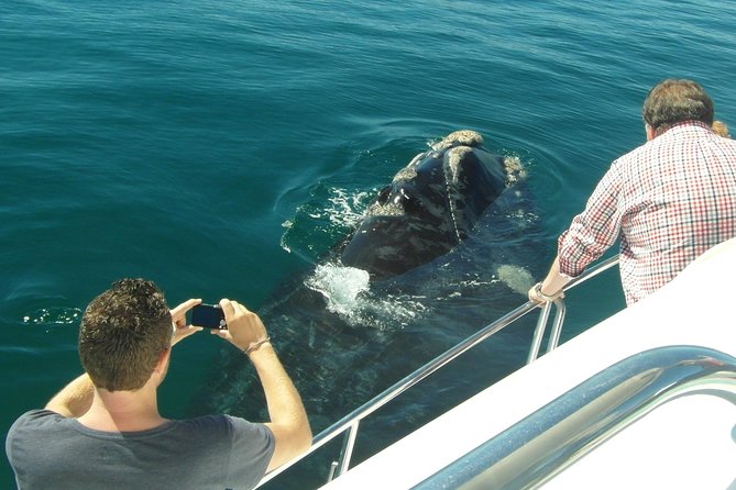 Hermanus Whale Watching & Penguins Shared Tour from Cape Town - What makes southern right whales special