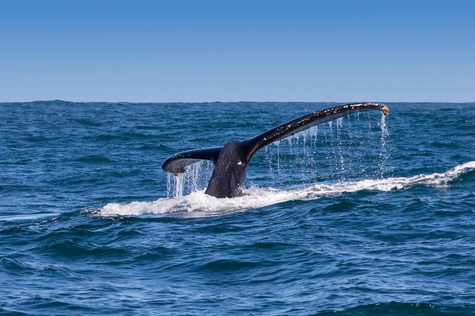 Hermanus Whale Watching & Penguins Shared Tour from Cape Town - Lunch at Fusion Restaurant in Hermanus