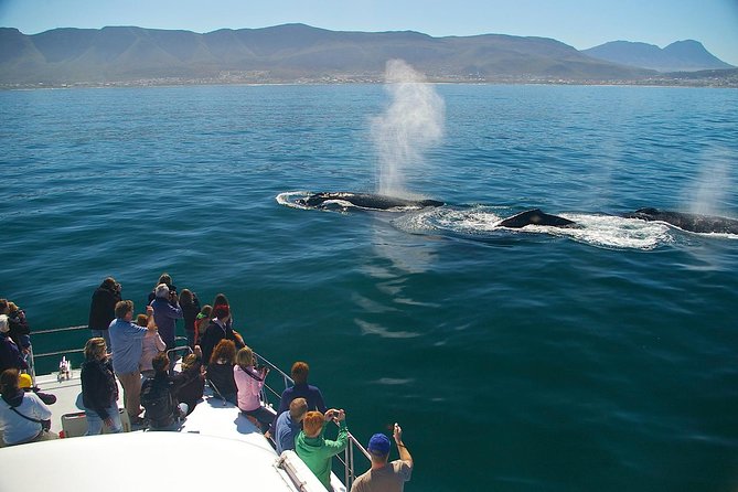 Hermanus Whale Watching Shared Boat Trip and Private Wine Tour from Cape Town - The 6:30 am pickup and road to Hermanus