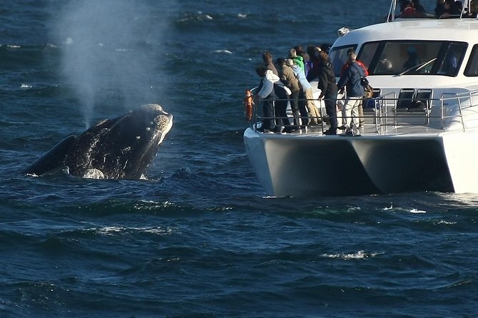 Hermanus Whale Watching Shared Boat Trip and Private Wine Tour from Cape Town - The Hermanus harbor and Southern Right Charters