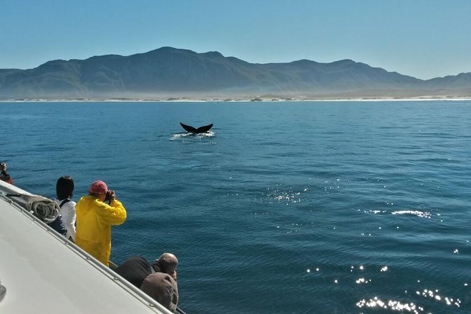 Hermanus Whale Watching Shared Boat Trip and Private Wine Tour from Cape Town - Choosing the wine stop