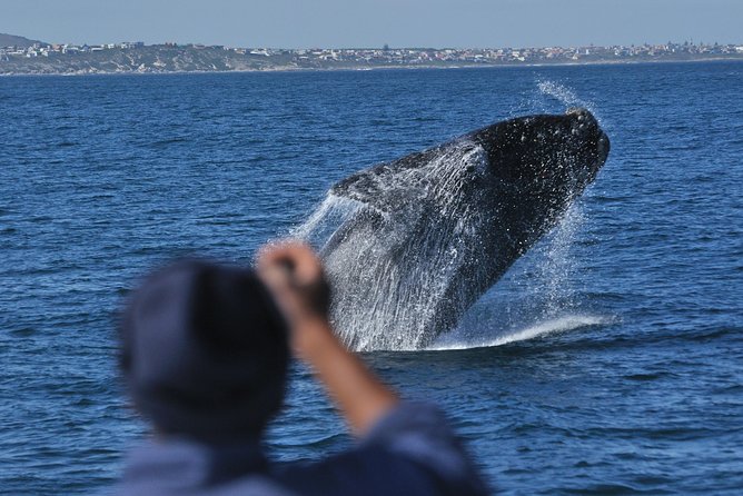Hermanus Whale Watching Shared Boat Trip and Private Wine Tour from Cape Town - The scenic Route 44 return