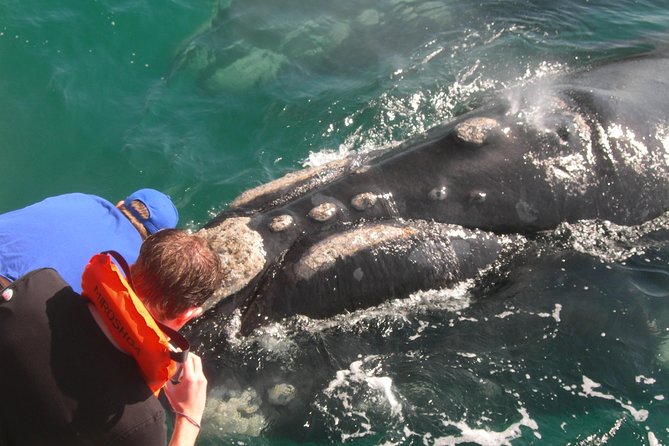 Hermanus Whale Watching Shared Boat Trip and Private Wine Tour from Cape Town - Guides and the value of a private vehicle