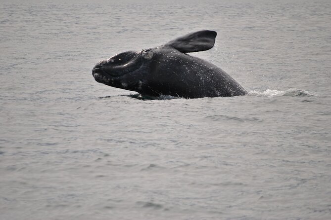 Hermanus Whales and Wine Full Day Private Tour - Key points at a glance