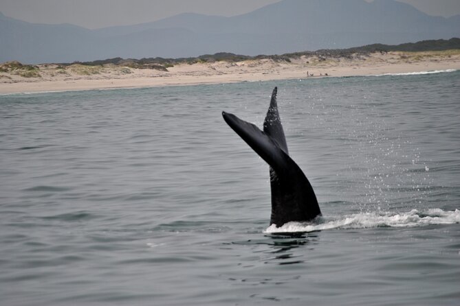 Hermanus Whales and Wine Full Day Private Tour - Why this private day trip works