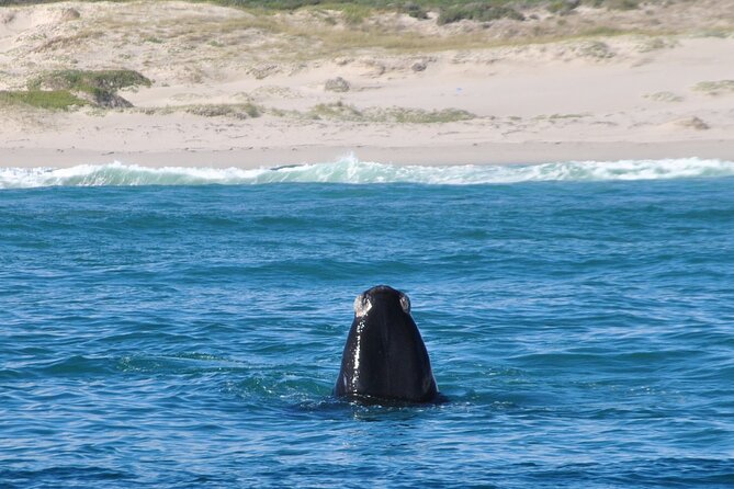 Hermanus Whales and Wine Full Day Private Tour - Benguela Cove at the end of the day
