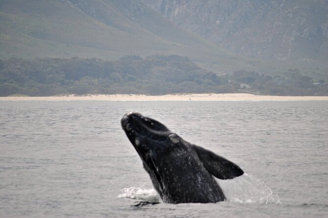 Hermanus Whales and Wine Full Day Private Tour - Booking details worth knowing