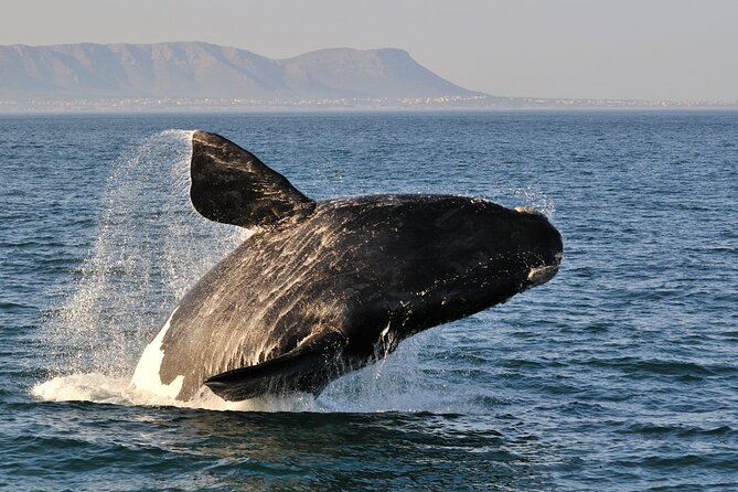 Hermanus Whales and Wine Full Day Private Tour - From Apple and Pear farms to the coast