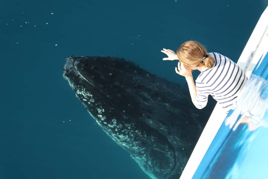Hervey Bay 4-Hour Whale Watch Encounter - Key points to know before boarding