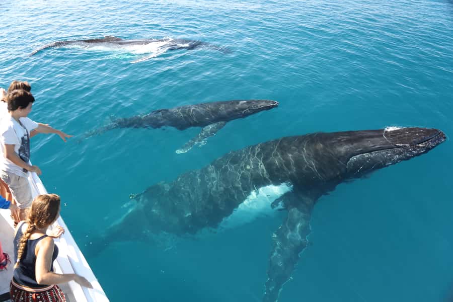 Hervey Bay 4-Hour Whale Watch Encounter - Who will enjoy this whale watch most?