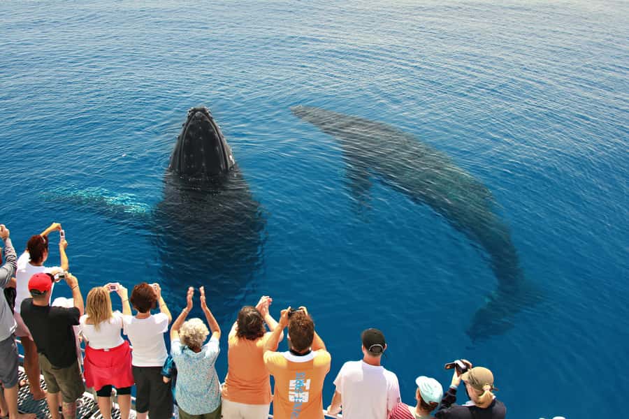 Hervey Bay 4-Hour Whale Watch Encounter - Setting out from Hervey Bay Marina