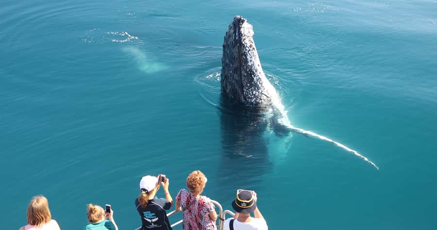 Hervey Bay 4-Hour Whale Watch Encounter - Finding humpbacks on a four-hour cruise