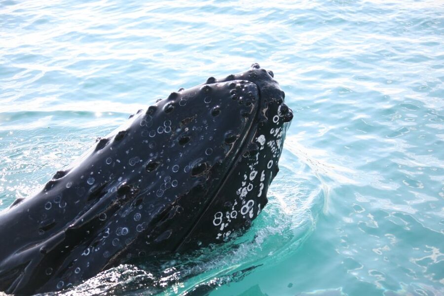 Hervey Bay 4-Hour Whale Watch Encounter - Morning tea, coffee, and the antipasti platter