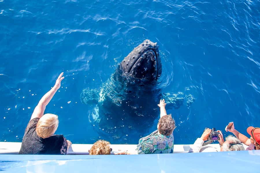 Hervey Bay 4-Hour Whale Watch Encounter - What the tour does well for families