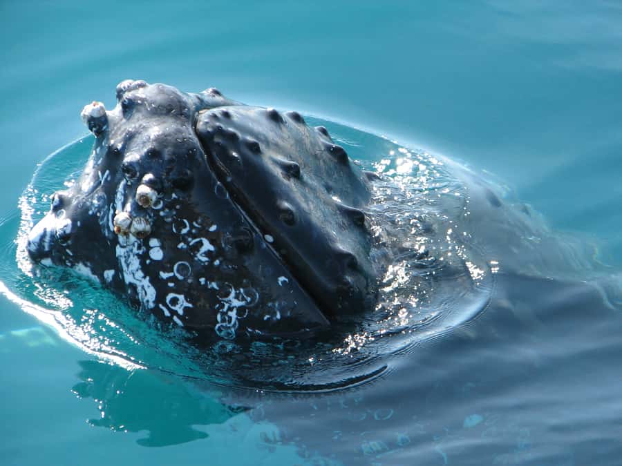 Hervey Bay 4-Hour Whale Watch Encounter - Is $109 good value?
