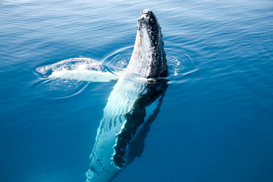 Hervey Bay 4-Hour Whale Watch Encounter - Timing, weather, and practical limits