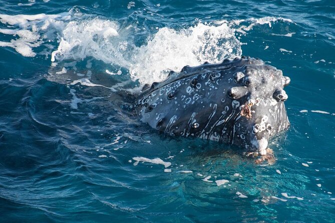 Hervey Bay: Best Value Half Day Whale Watching Cruise - Four hours on Hervey Bay’s whale waters