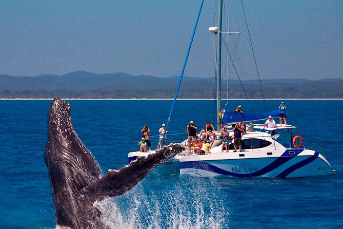 Hervey Bay: Best Value Half Day Whale Watching Cruise - The best chance for a close whale encounter