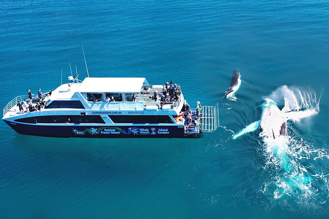 Hervey Bay: Best Value Half Day Whale Watching Cruise - Quick Cat II, viewing decks, and comfort