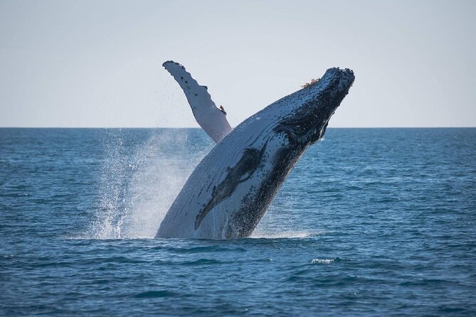 Hervey Bay: Best Value Half Day Whale Watching Cruise - Setting out from Great Sandy Straits Marina
