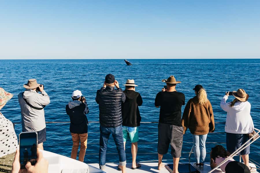 Hervey Bay: Exclusive Whale Watch Encounter - Key points to know before you book