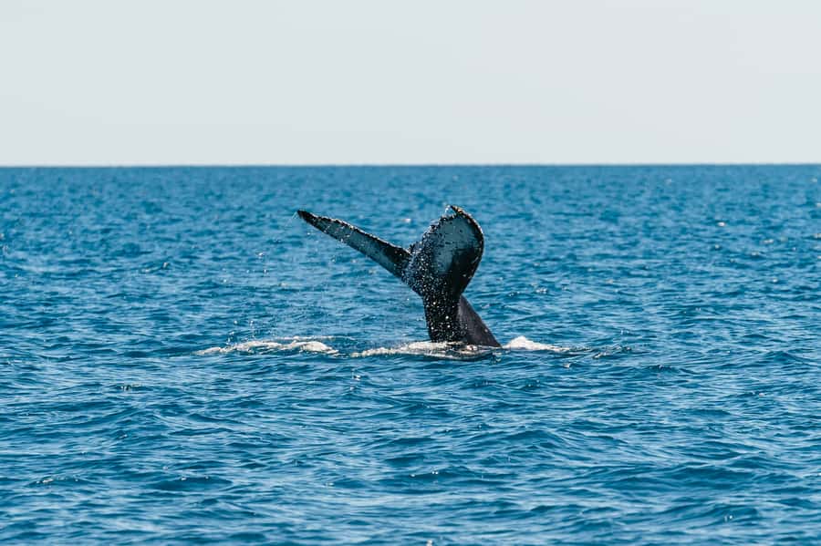 Hervey Bay: Exclusive Whale Watch Encounter - Why Hervey Bay works so well for whale watching