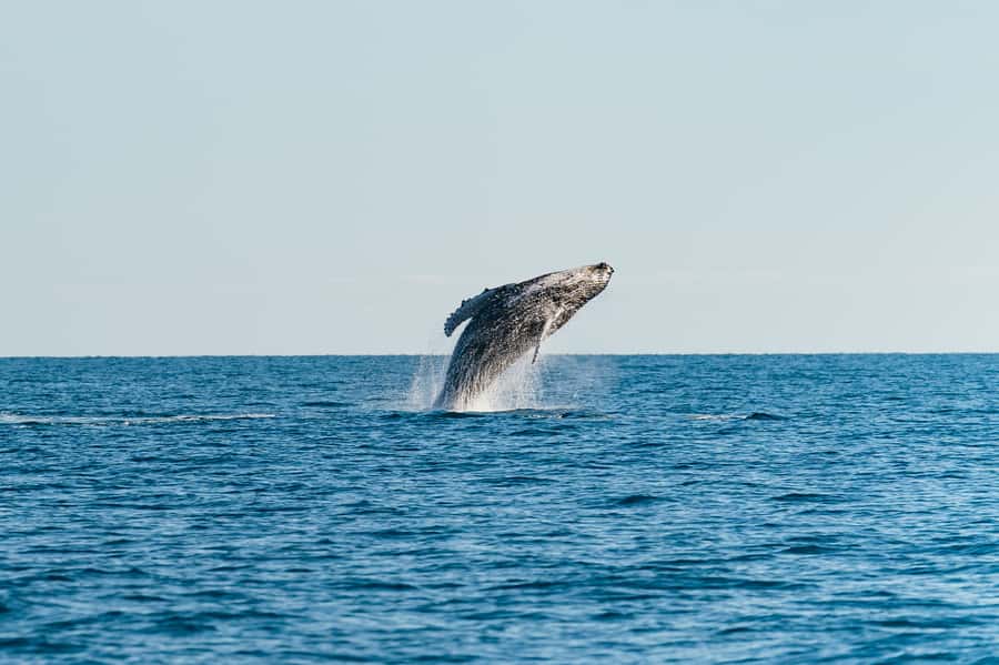 Hervey Bay: Exclusive Whale Watch Encounter - Morning tea starts a long day well
