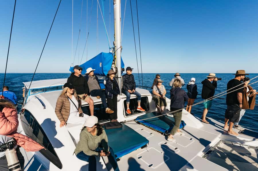 Hervey Bay: Exclusive Whale Watch Encounter - Searching the bay for humpback whales