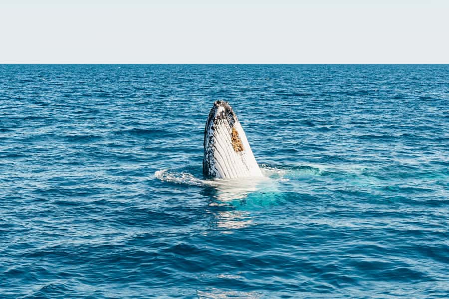 Hervey Bay: Exclusive Whale Watch Encounter - The in-water platform and what to expect
