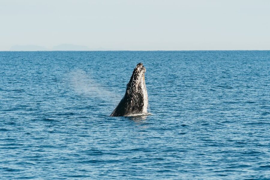 Hervey Bay: Exclusive Whale Watch Encounter - Lunch, afternoon tea, and the value of nine hours