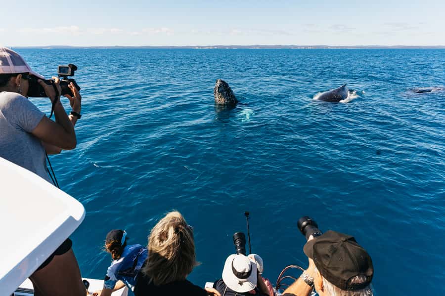 Hervey Bay: Exclusive Whale Watch Encounter - Boarding at Great Sandy Straits Marina