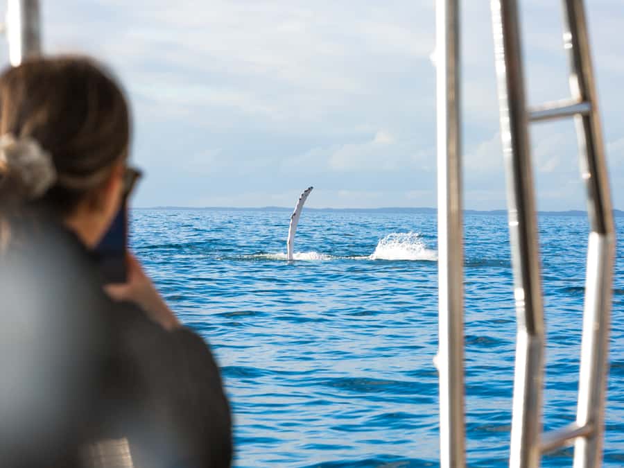 Hervey Bay: Half-Day Whale and Island Adventure by Boat - A secluded beach stop with a practical catch