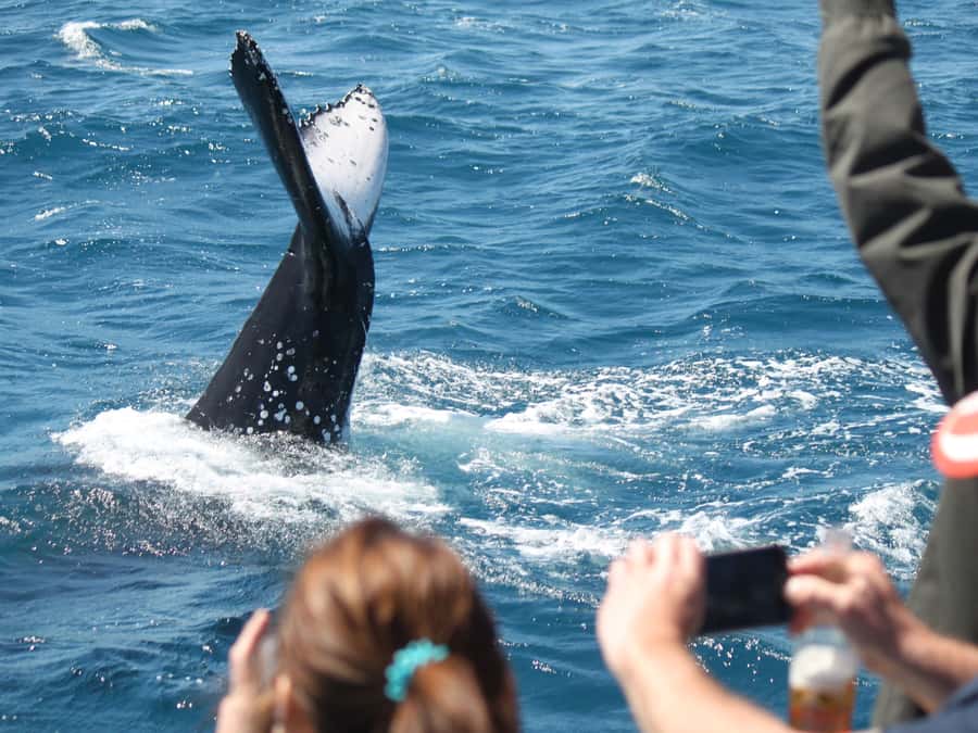 Hervey Bay: Half-Day Whale-Watching Cruise - Key points at a glance