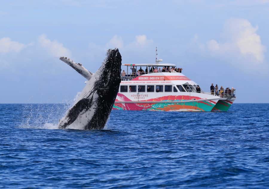 Hervey Bay: Half-Day Whale-Watching Cruise - Why Hervey Bay is such a good place for whales