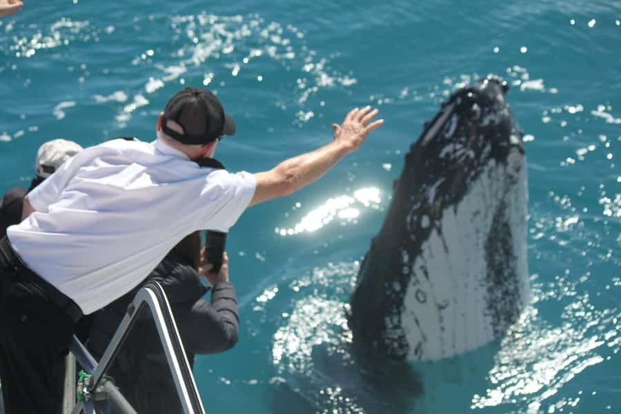 Hervey Bay: Half-Day Whale-Watching Cruise - Boarding the purpose-built Amaroo