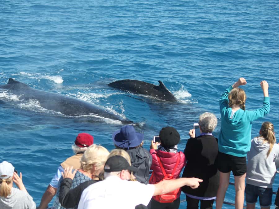 Hervey Bay: Half-Day Whale-Watching Cruise - The first search for a blow or splash