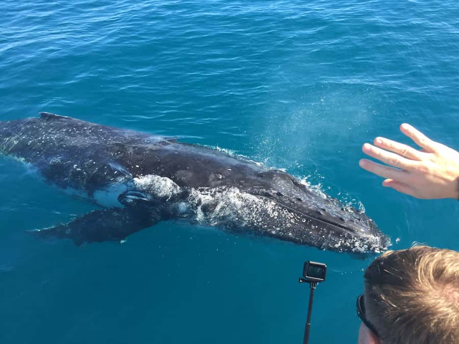 Hervey Bay: Half-Day Whale-Watching Cruise - The value of the commentary
