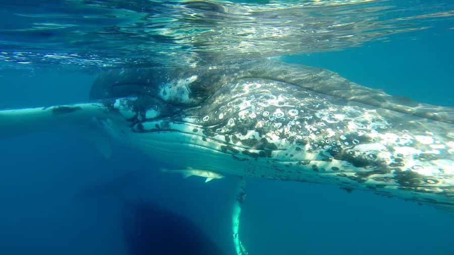 Hervey Bay: Half-Day Whale Watching Cruise - Price, comfort, and the no-whale promise