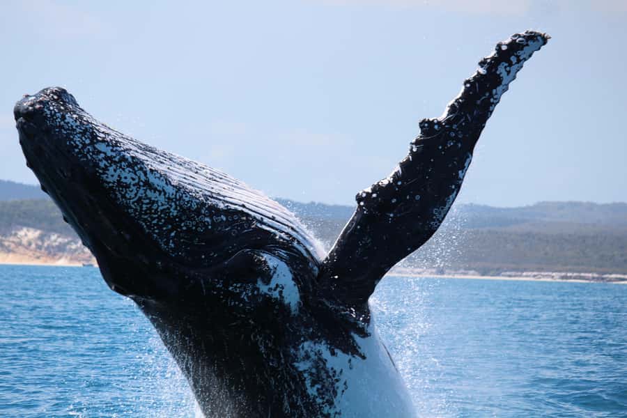 Hervey Bay: Half-Day Whale Watching Cruise - Who will enjoy this cruise most