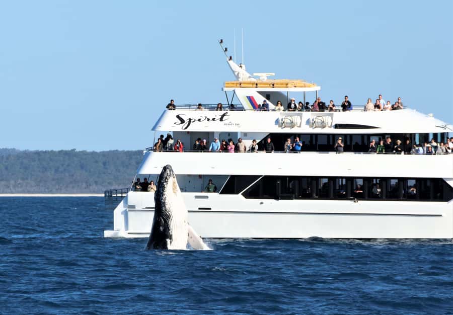 Hervey Bay: Half-Day Whale Watching Cruise - Practical advice for your day on the water