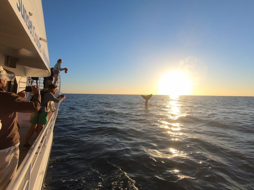 Hervey Bay: Half-Day Whale Watching Cruise with Meal - Who will get the most from this cruise?