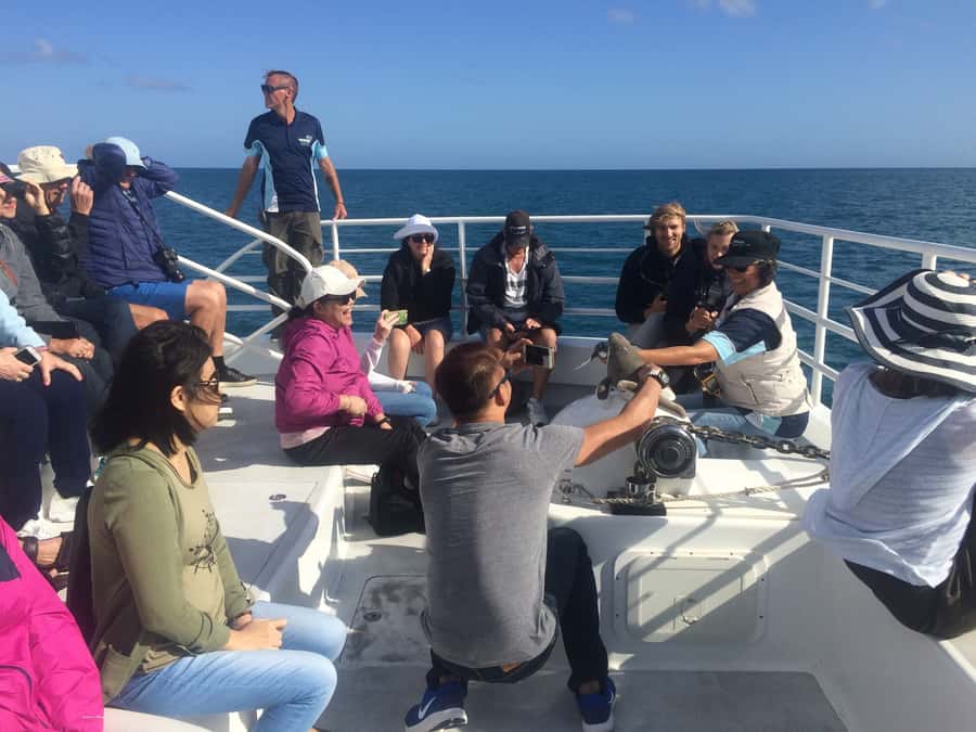 Hervey Bay: Half-Day Whale Watching Cruise with Meal - Four hours on the bay, not a quick photo stop