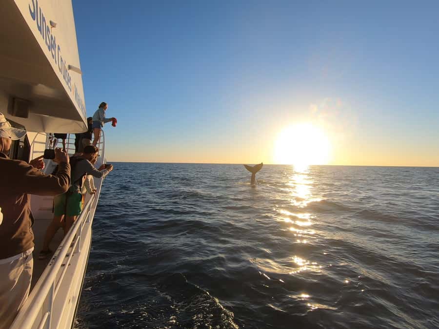Hervey Bay: Half-Day Whale Watching Cruise with Meal - Commentary that adds meaning to the sightings