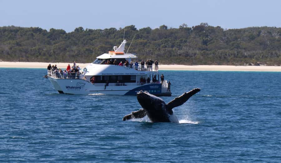 Hervey Bay: Half-Day Whale Watching Cruise with Meal - The food service makes this half-day trip different