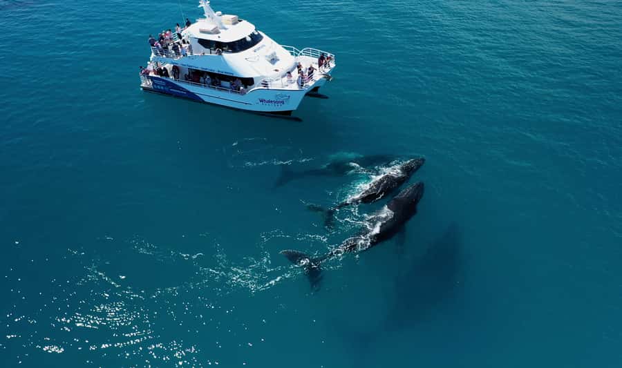 Hervey Bay: Half-Day Whale Watching Cruise with Meal - Starting at Great Sandy Straits Marina