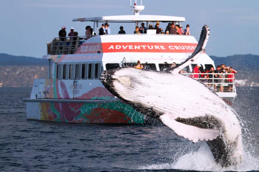 Hervey Bay: Half-Day Whale Watching Cruise - Finding the whales in Hervey Bay