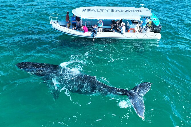 Hervey Bay: Half Day Whale watching & Island Stop Tour - Key points to know before you book