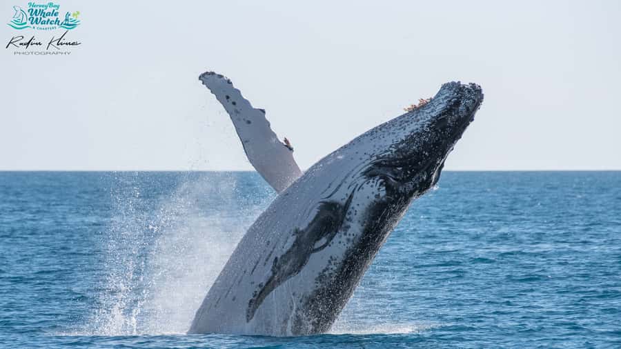 Hervey Bay: Humpback Whale-Watching Half-Day Cruise - Setting out from Hervey Bay aboard Quick Cat II